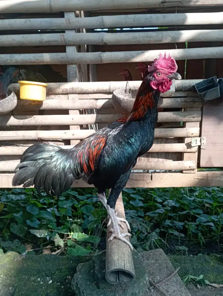 Ayam jago kampung siap jd pejantan