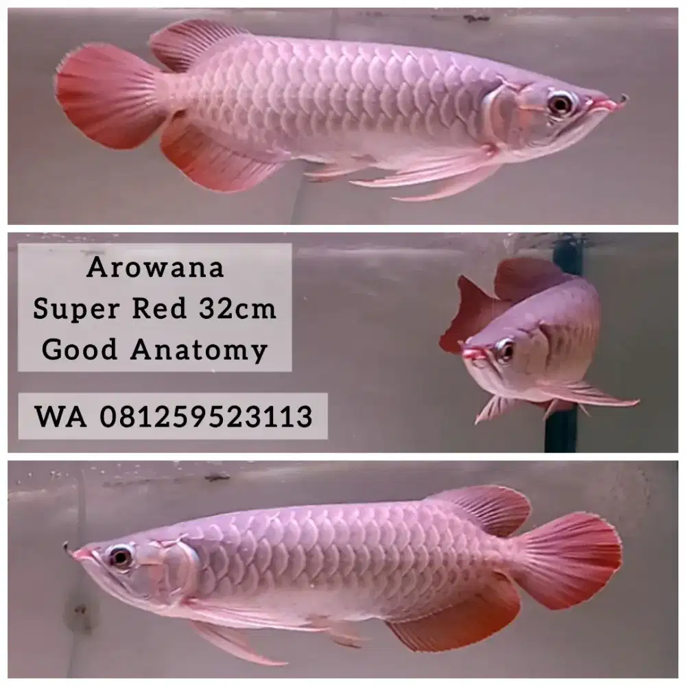 Arwana Super Red 32cm Arowana Good Anatomy NoMinus