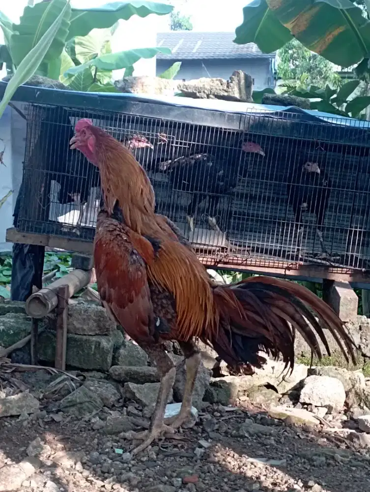 Ayam Bangkok 7 bulanan mental full