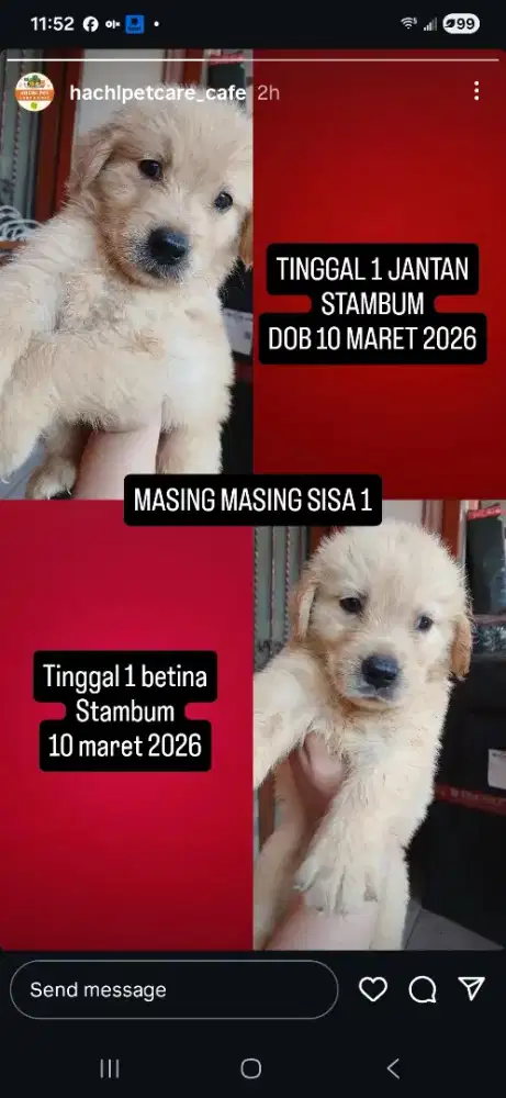 Golden Retriever anakan