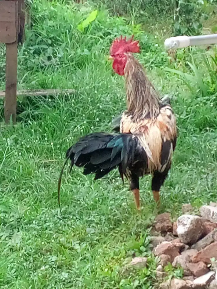 Ayam kampung jantan x biang gede