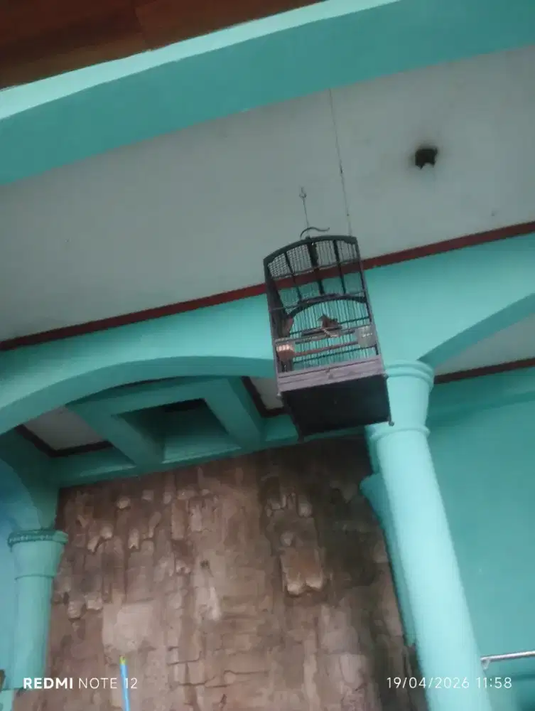 Cucak jenggot gn gede