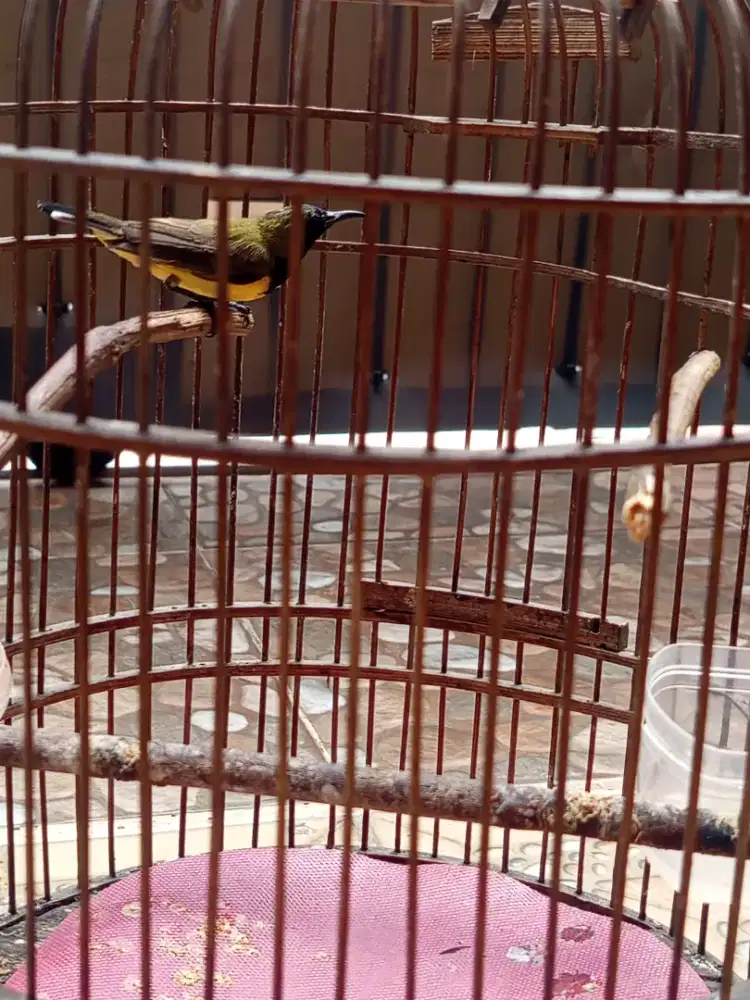 Burung konin ijoan plus kandang