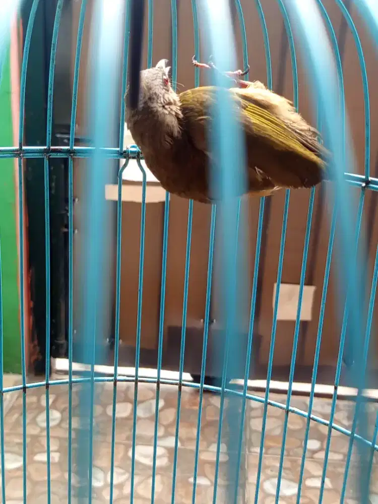 Merbah belukar mm burja