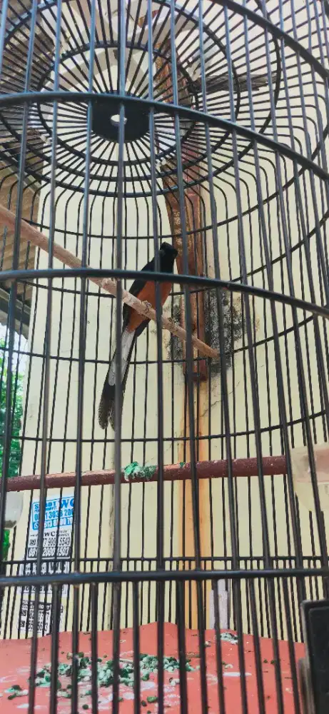 Murai batu hutan pake ring