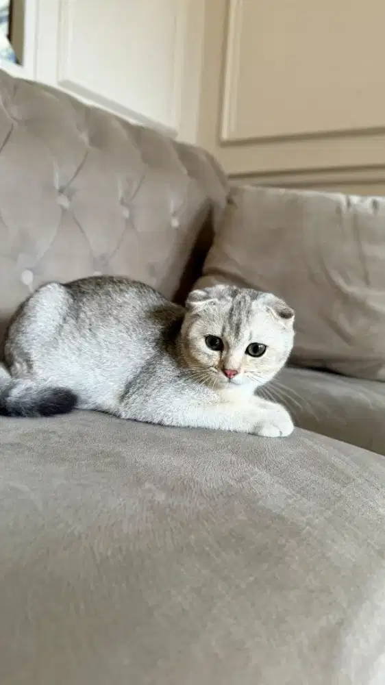 scottish fold silver jantan anak import