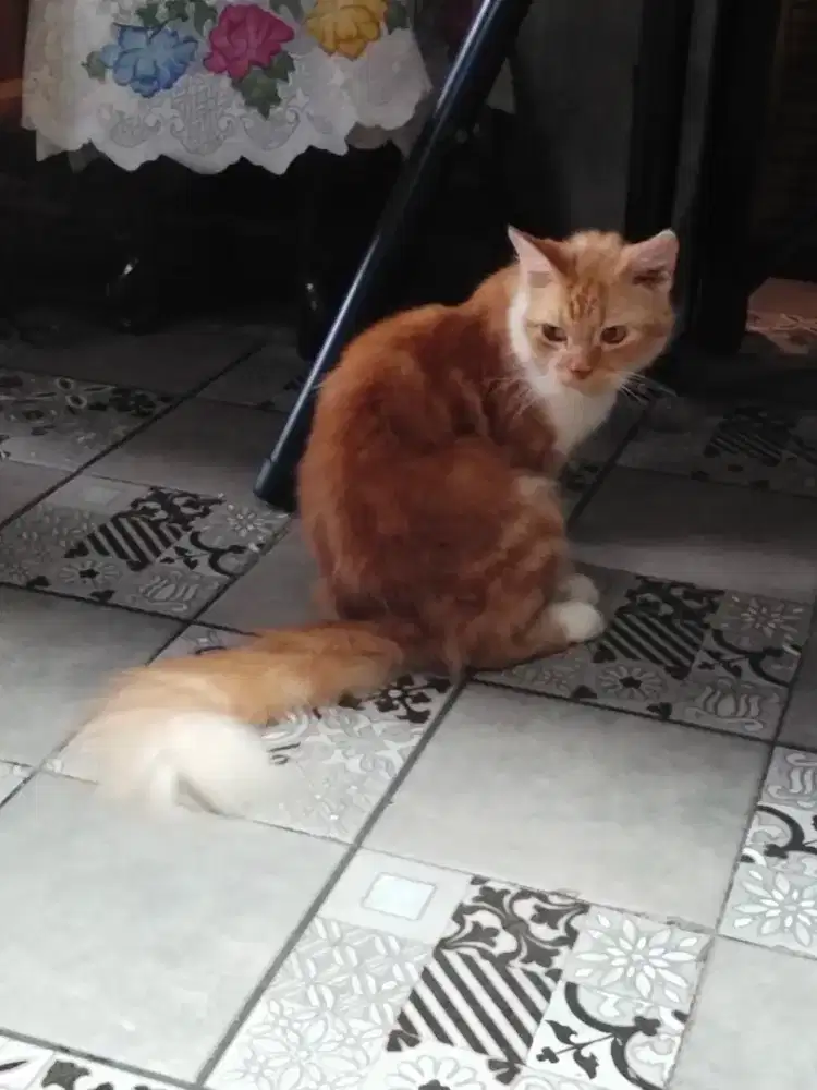 Kucing Persia dan peaknose