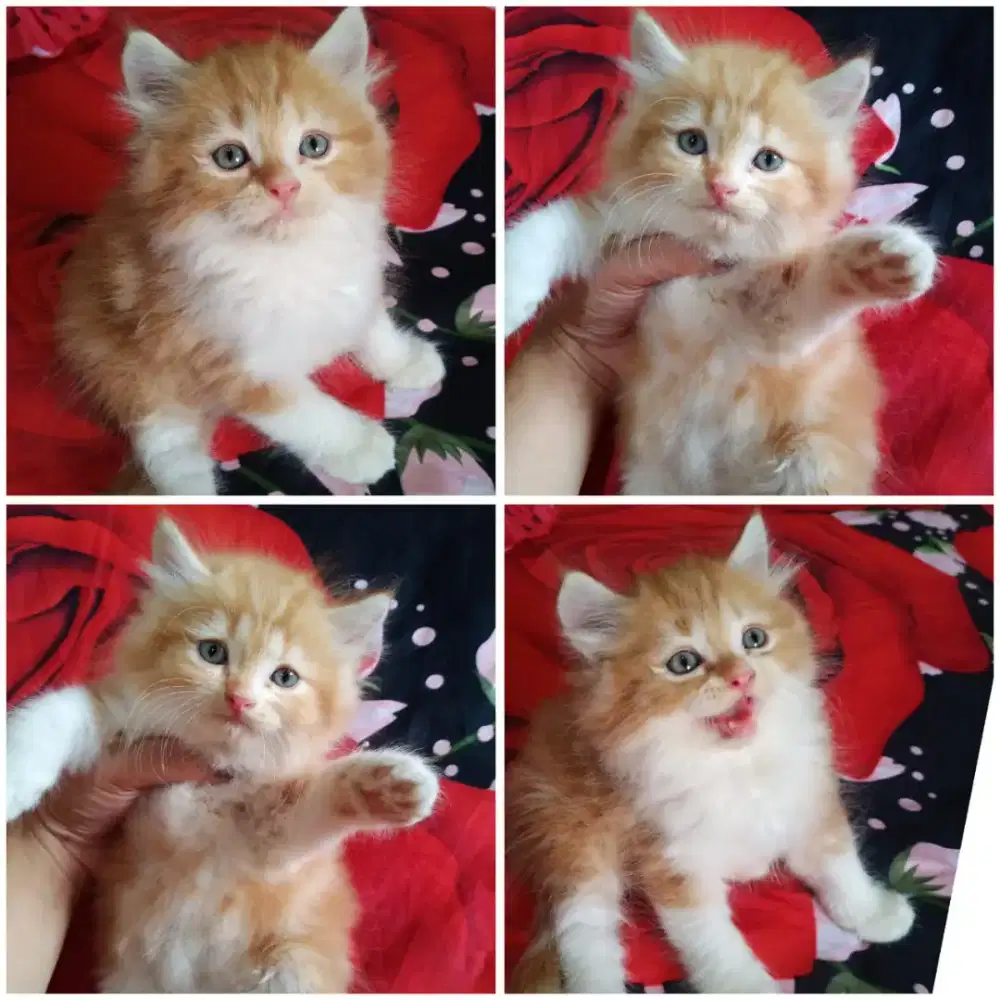 Kucing kitten persia