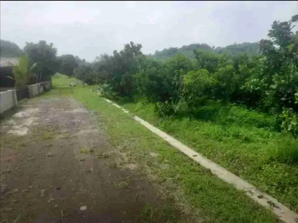 Kebun Invest 25 Hektar isi kebun lemon & pohon jati