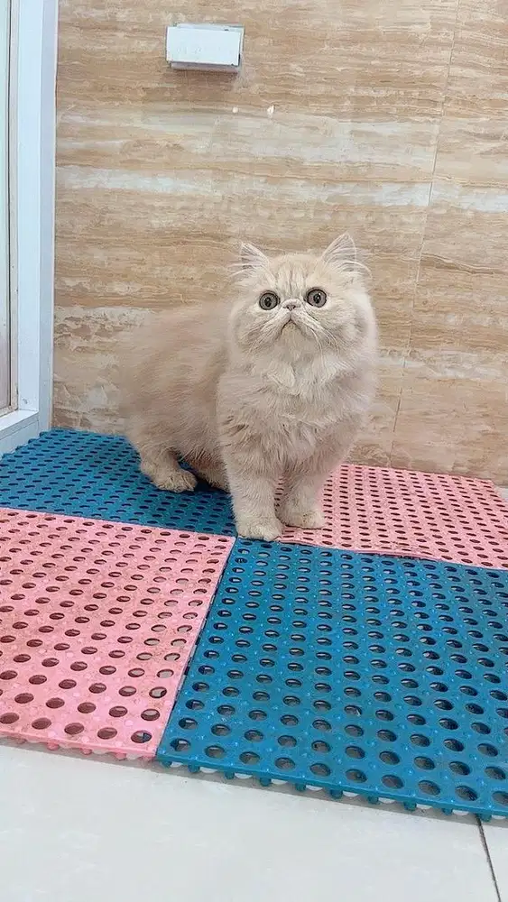 Kucing Persian Peaknose Jantan 4 bulan