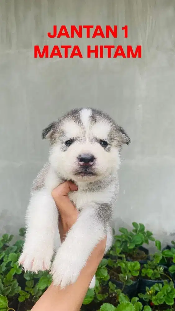 GERCEPINN READY HUSKY