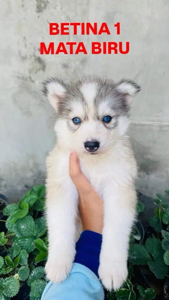 GERCEPINN READY HUSKY