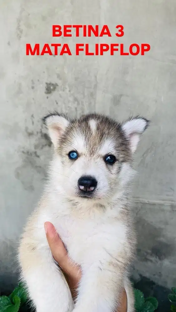 GERCEPINN READY HUSKY