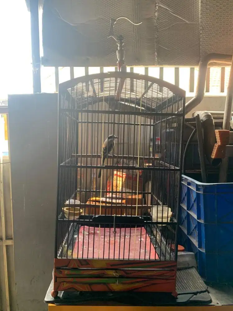 JUAL BURUNG CENDET FULL SET
