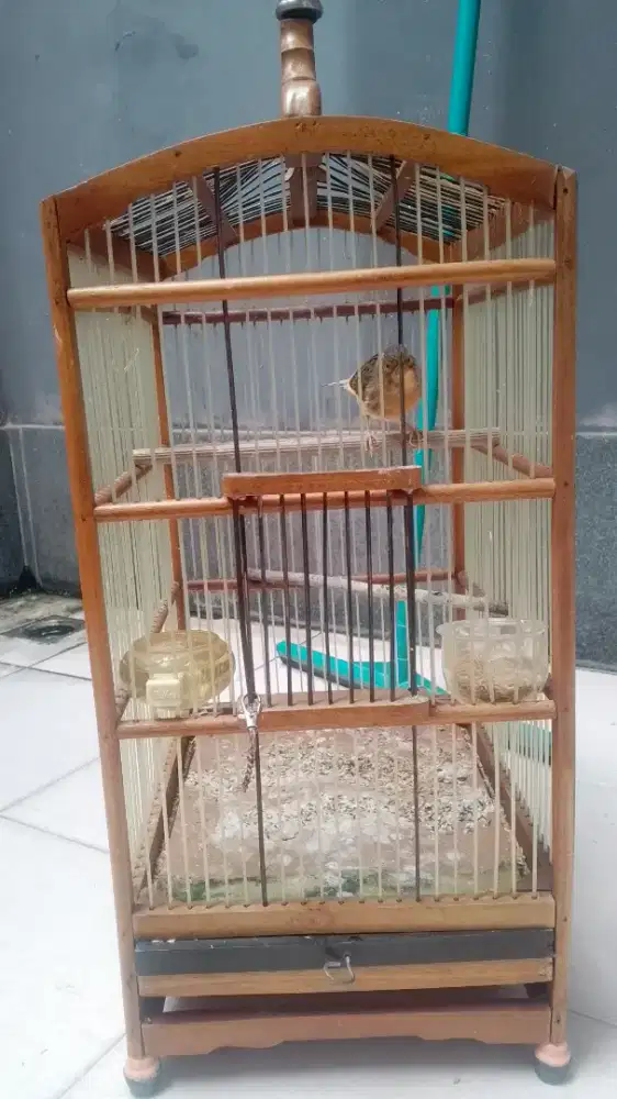 jual burung kenari + kandang