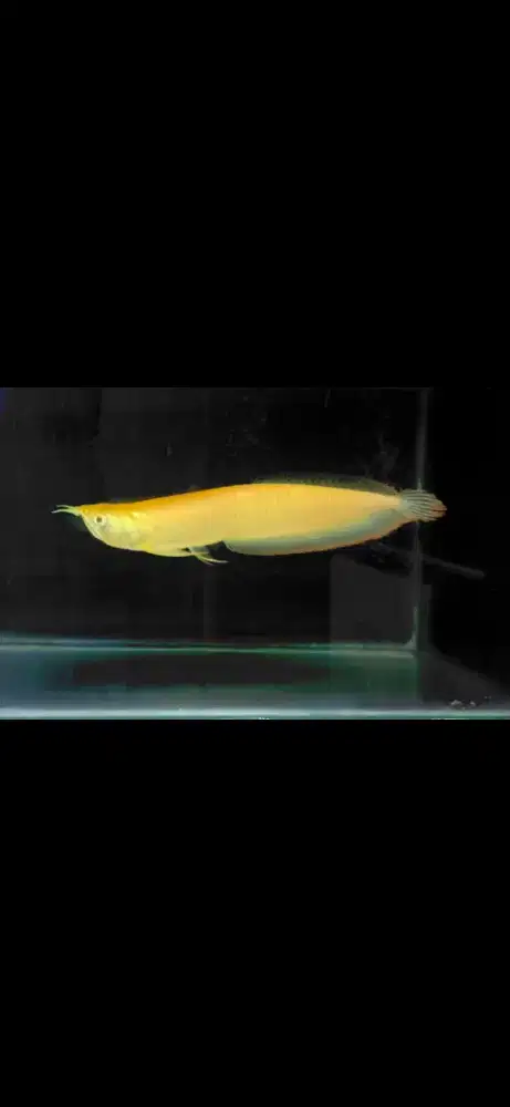 Ikan Arwana Silver Albino 30cm
