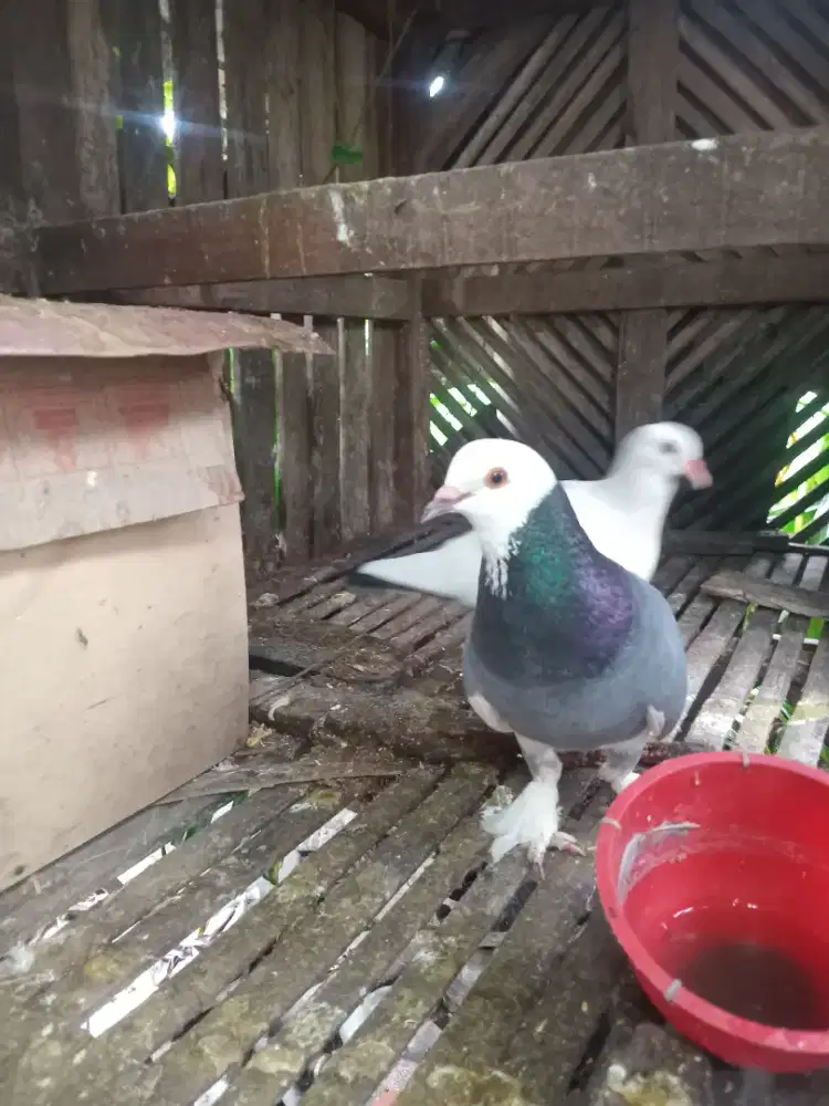 Merpati blantong jembros