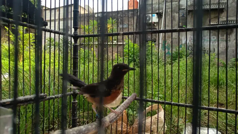 Murai trotol betina trah gacor & prestasi