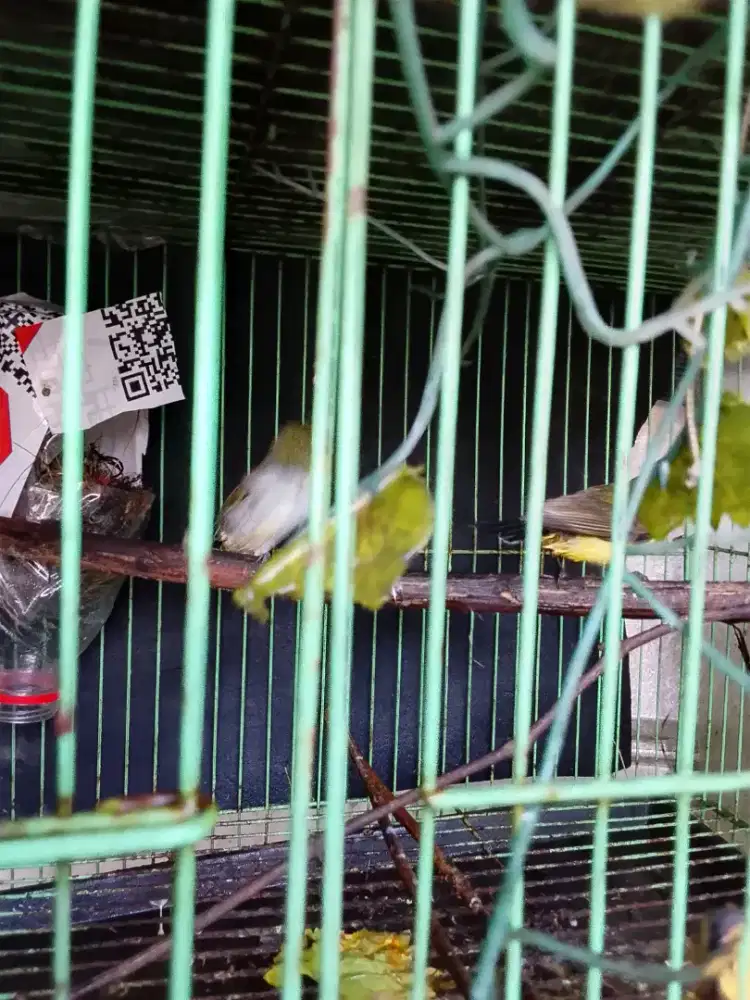 Burung kecil bandangan