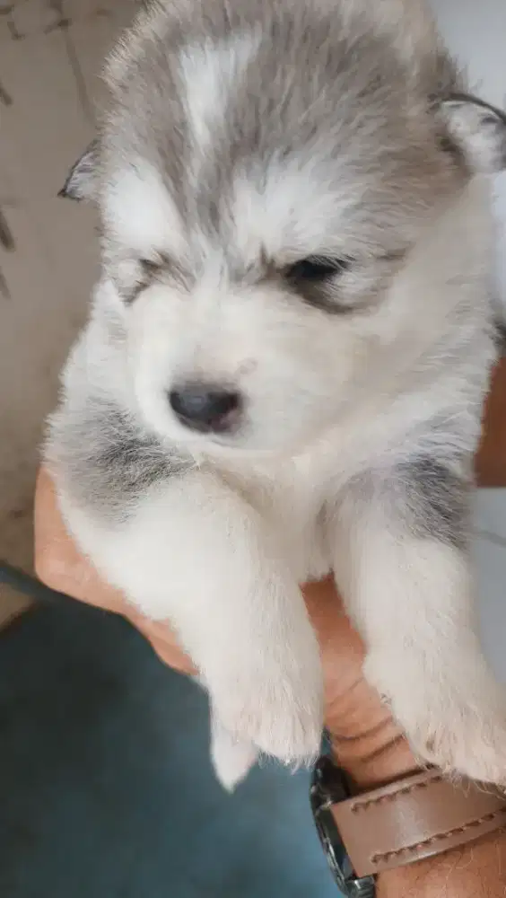 Puppy Alaskan Malamute mix Lucu Fluffy cocok untuk peliharaan di rumah