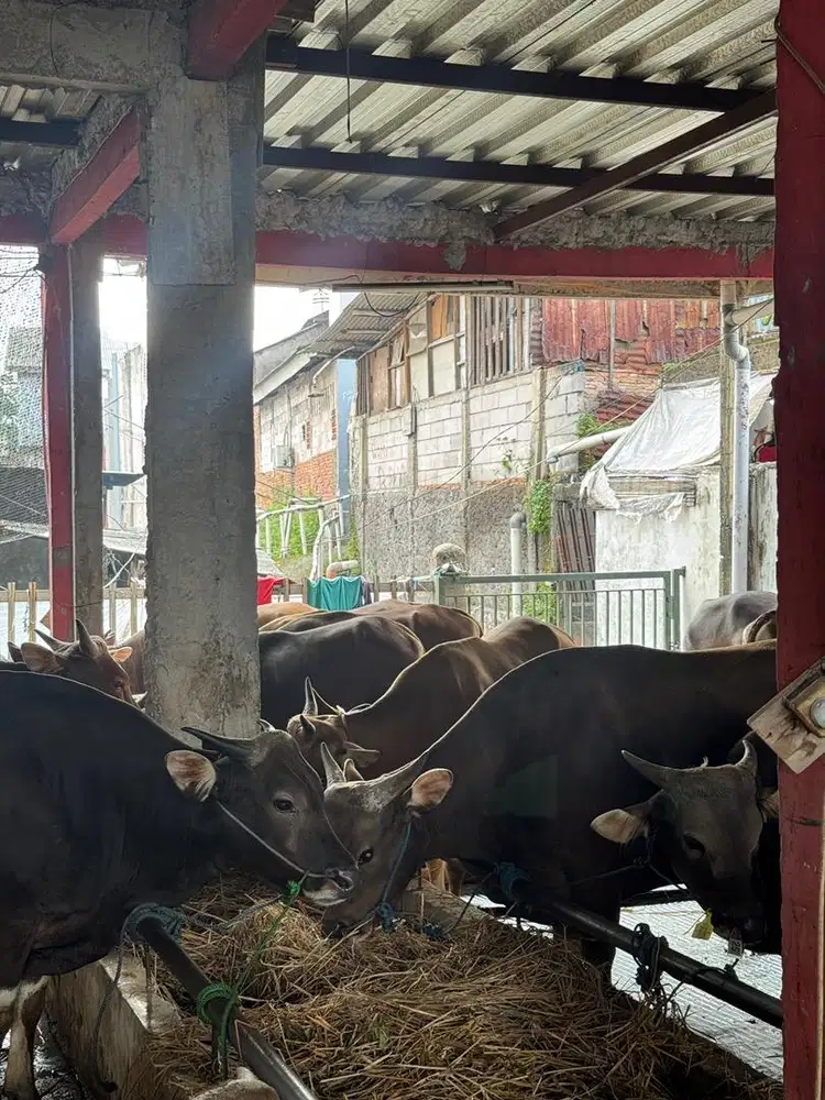 Menjual hewan qurban sapi bali