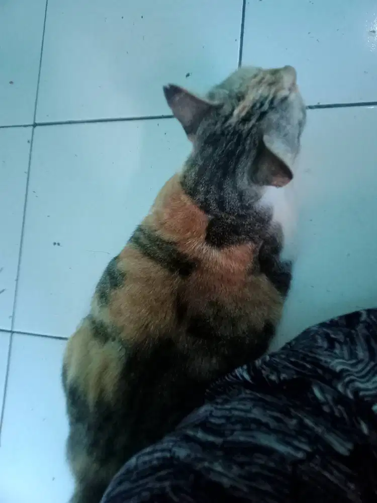 Cari lowongan kerja guru bimba/TPA