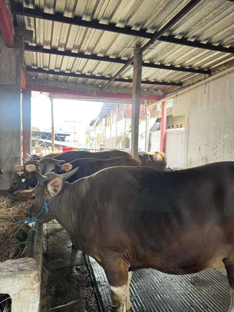 SAHABAT QURBAN SAPI BALI