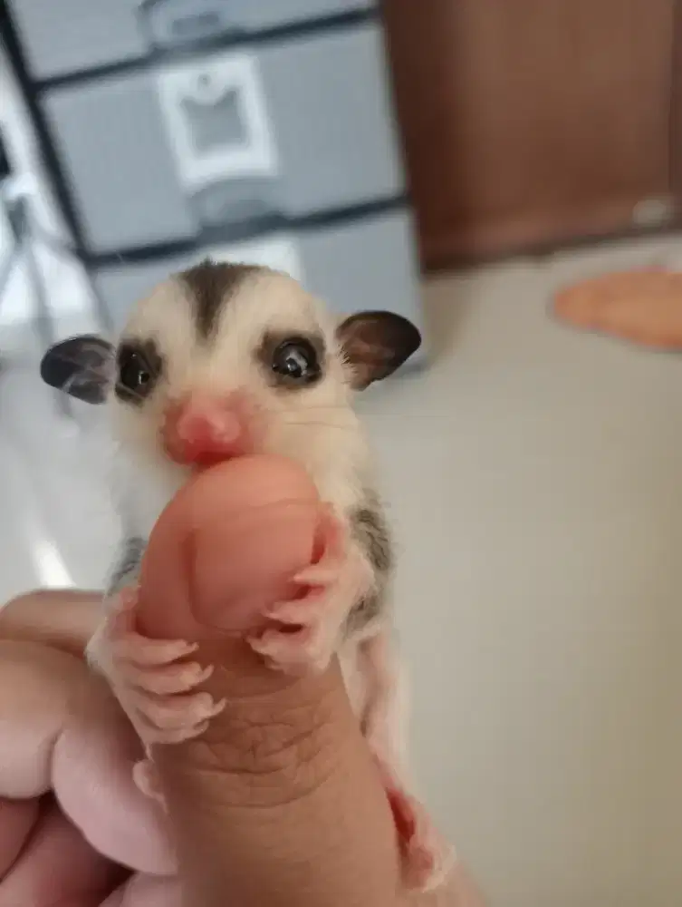 Sugar glider joey Wf Jantan