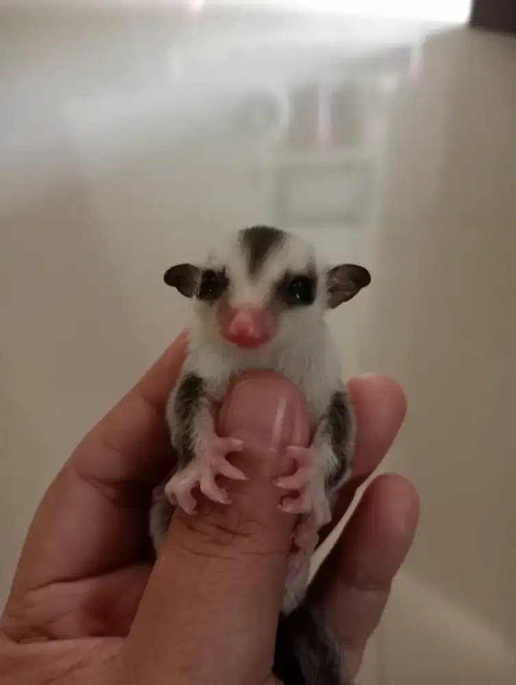 Sugar Glider joey Wf Betina