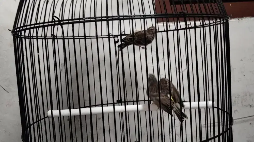 Blacktroat sepasang jodoan