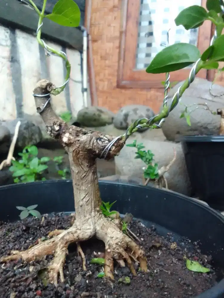 bibit bonsai sancang, (jual murah)