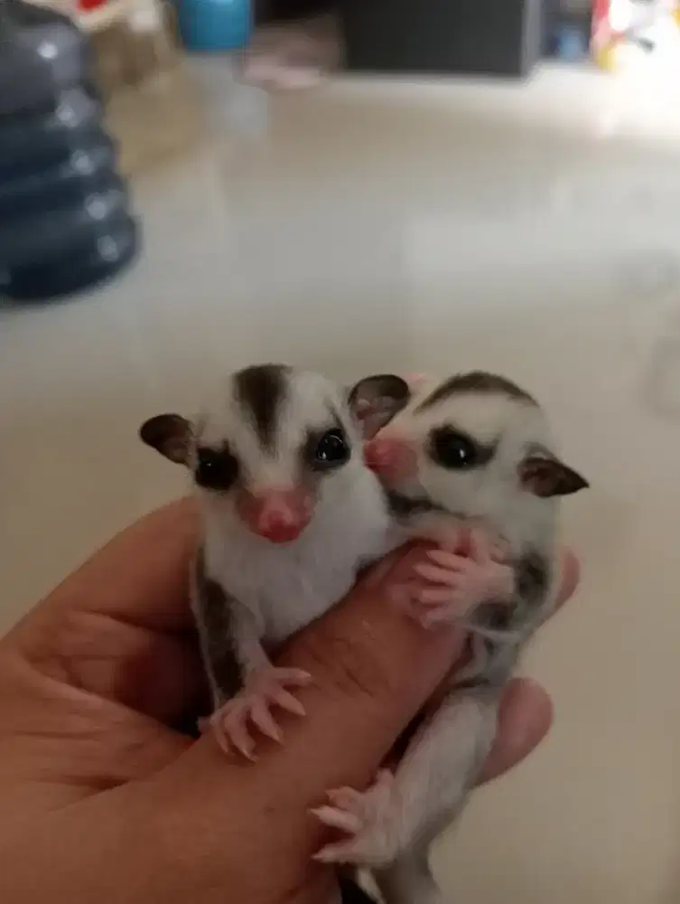 Sugar Glider Joey 1 pasang Wf