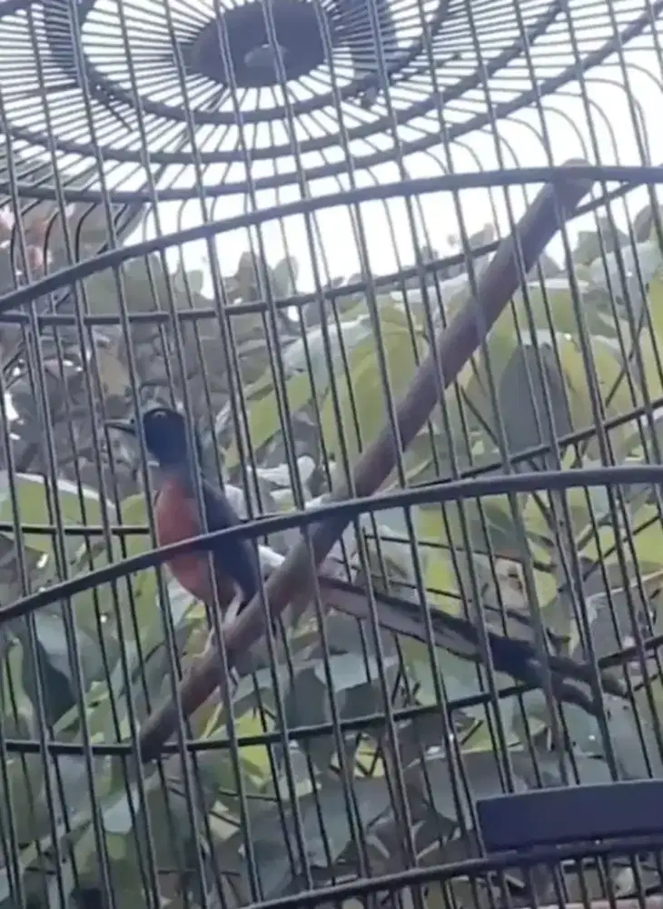 murai batu prestasian ori hutan ekor panjang dokor fs