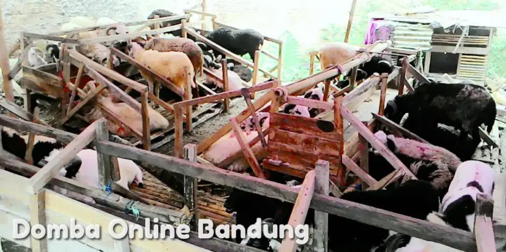 Domba Kurban Istiqomah