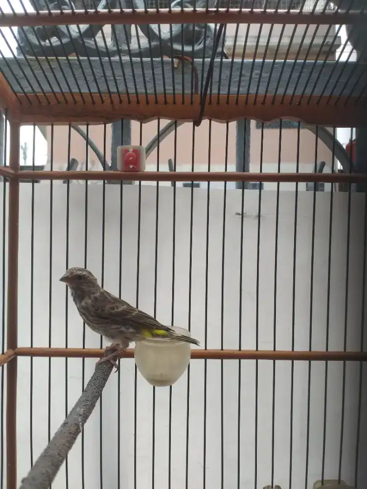 Burung blacktroat paud