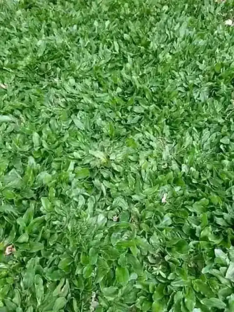 Jual rumput hias varigata dan gajah mini