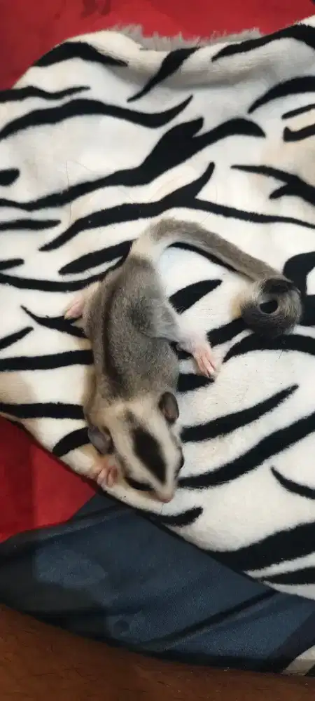 Sugar Glider Ringtail White Fface