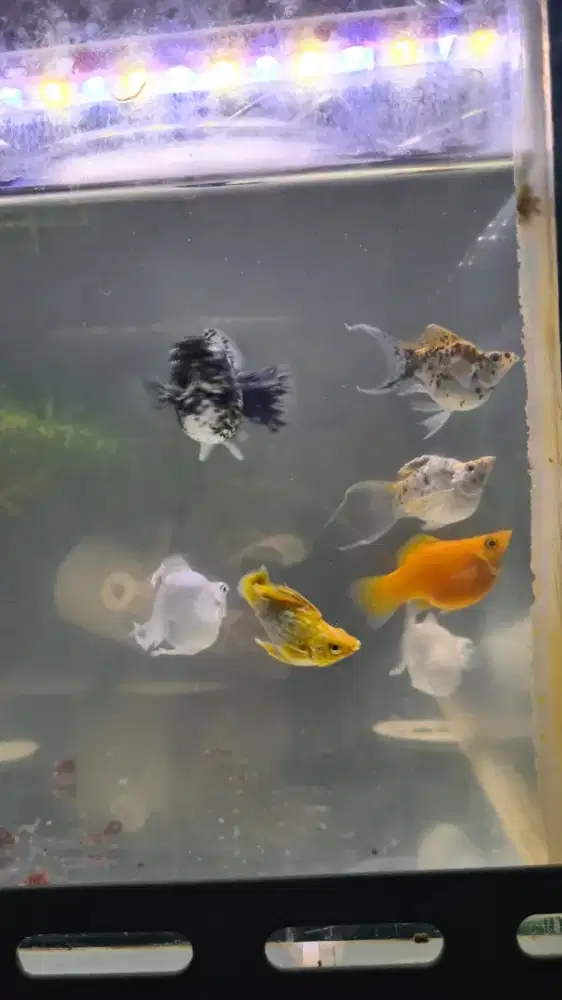 ikan guppy dan ikan molly balon