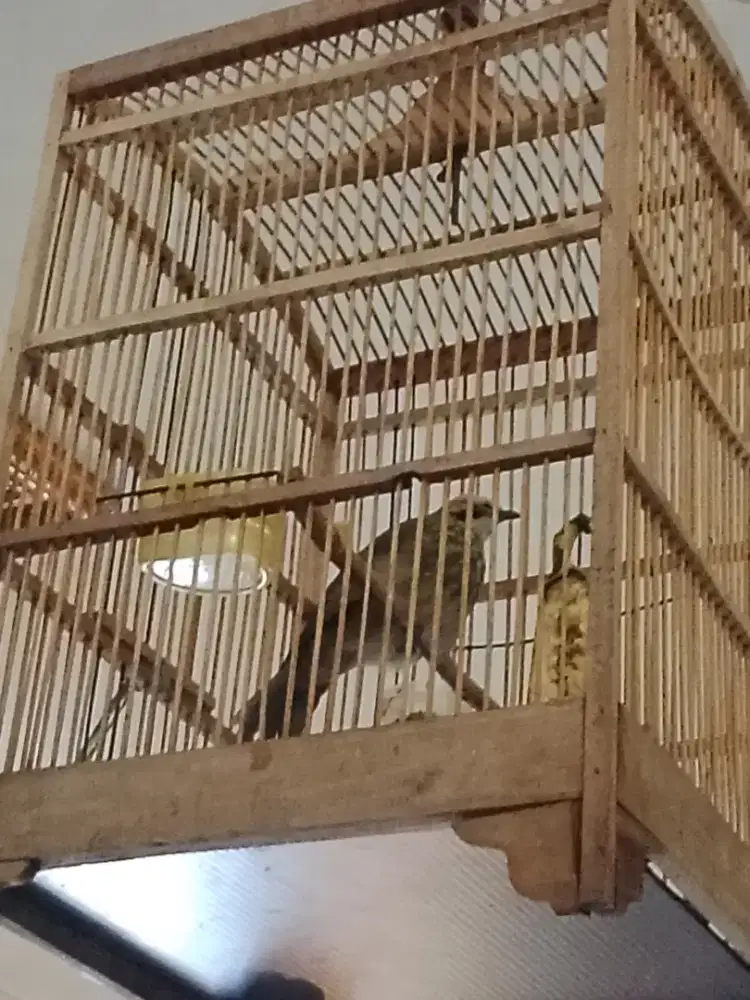 cucak rowo cucak rawa trah alas muda