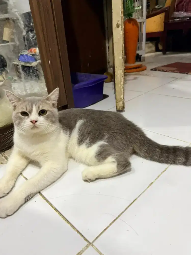 BSH BRITISH SHORTHAIR BICO BLUE J DAN GOLDEN NY12 B