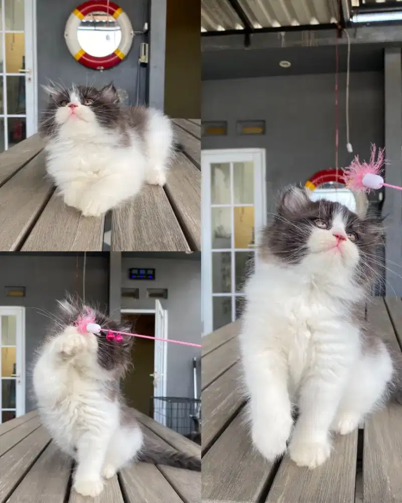 MUNCHKIN NS MIX SCOTISH BIGBONE TUXEDO