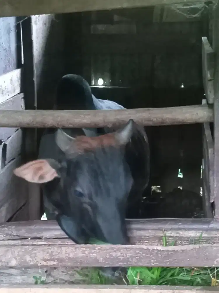 Sapi Qurban sehat  makan alami