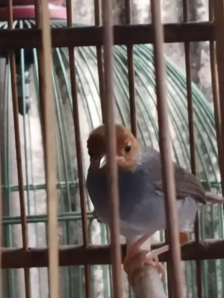 Prenjak Abang jantan