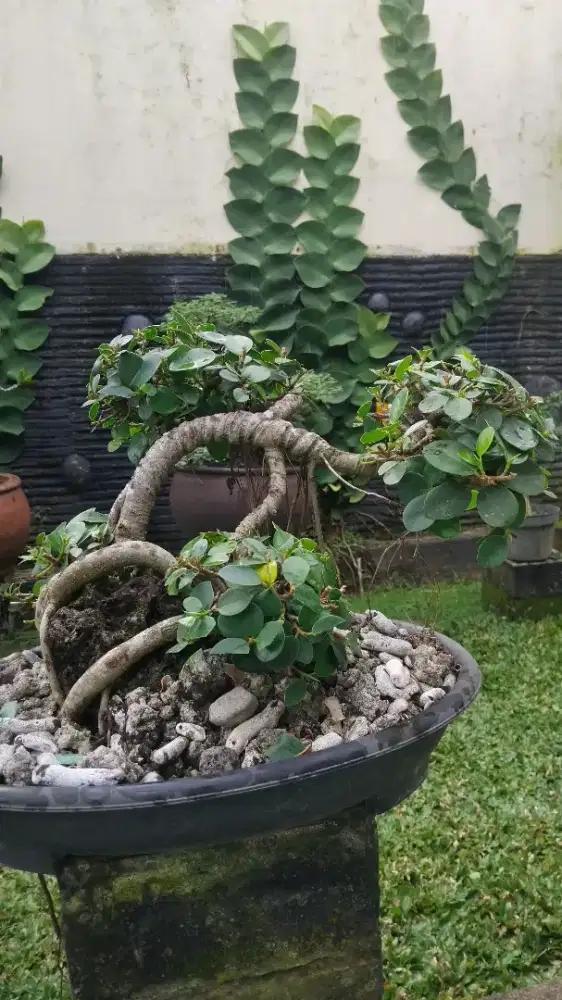 BONSAI MURAH KEREN