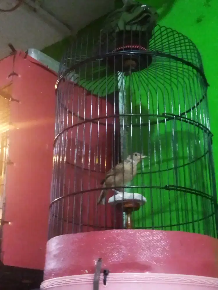 Branjangan betina Java siapan