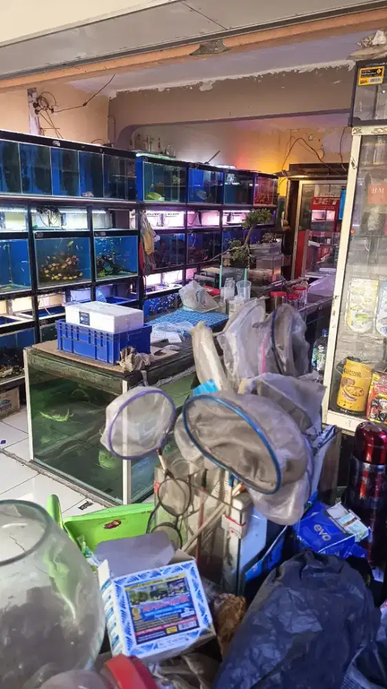 Oper kontrak usaha ikan hias