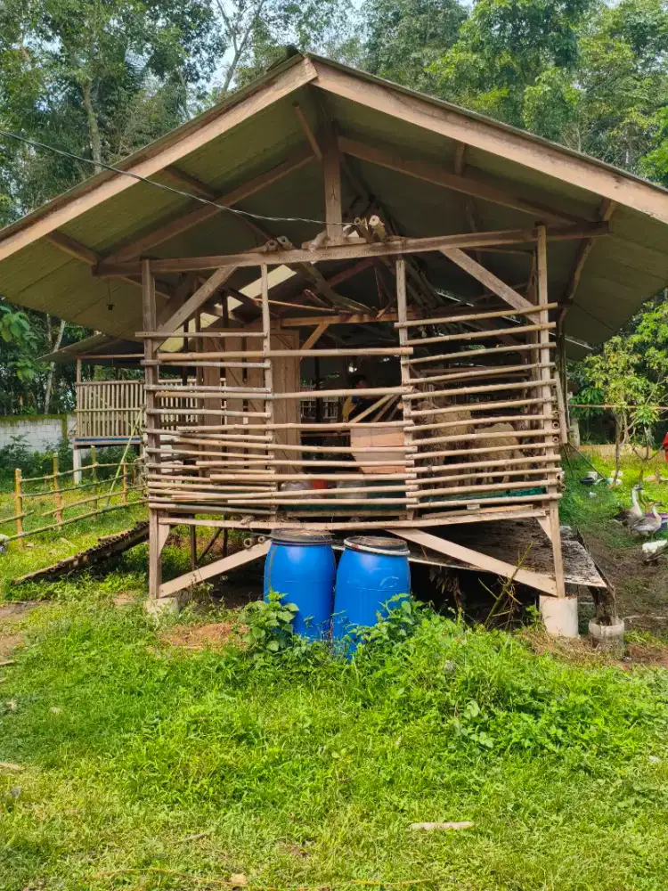 Tukang kebun alpukat dan tin