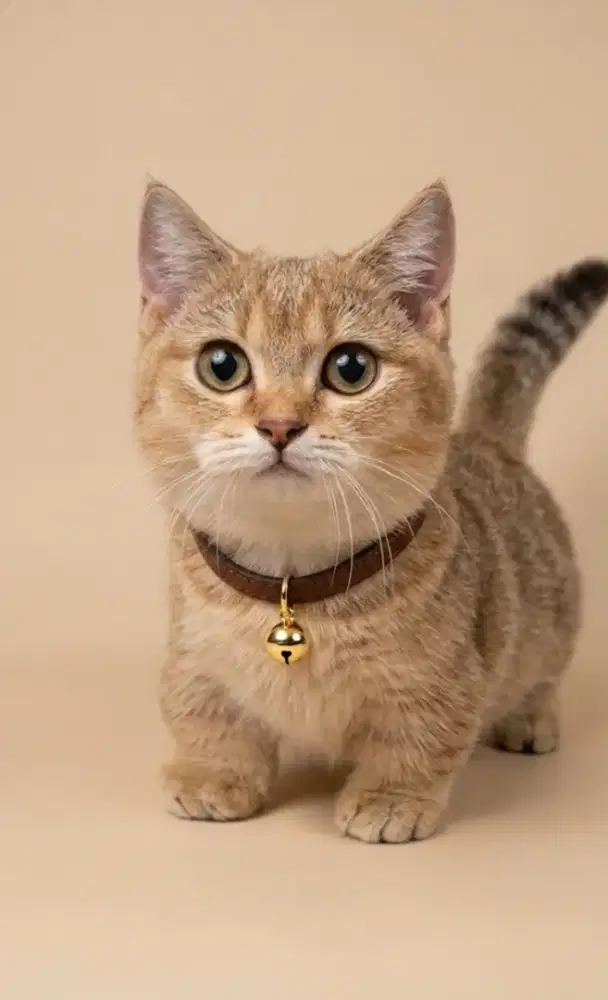 Munchkin BSH Golden Ny25 Betina