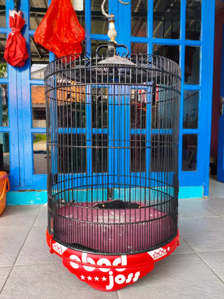 Kandang Murai Ebod Pvc Decal