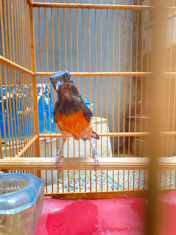 Betina balak 6 muria batu